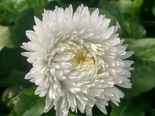 flower white green