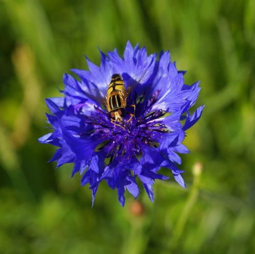 flower cornflower blue