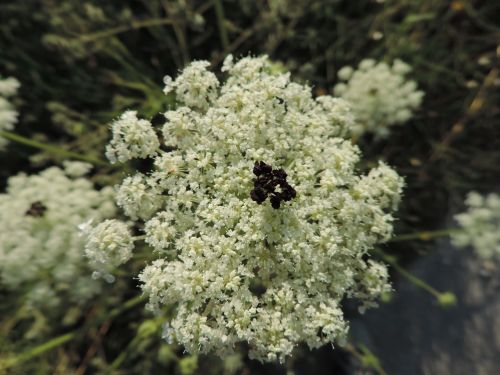 flower insect nature