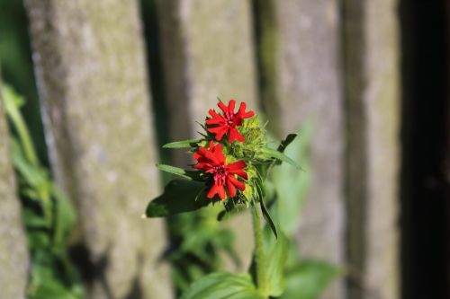 flower red plant