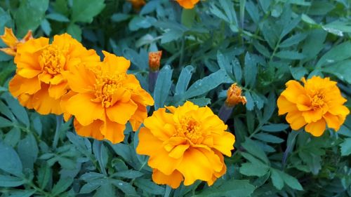 flower tagetes orange