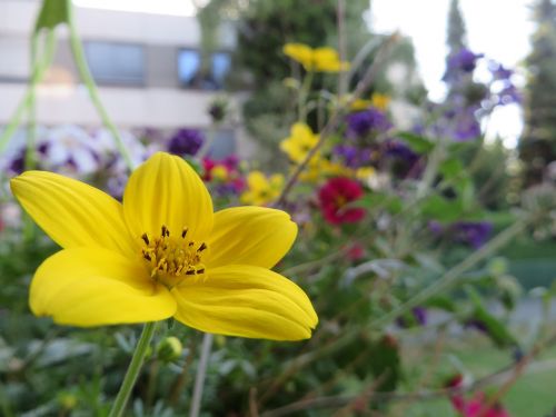 flower plant nature