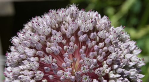 flower garden leek