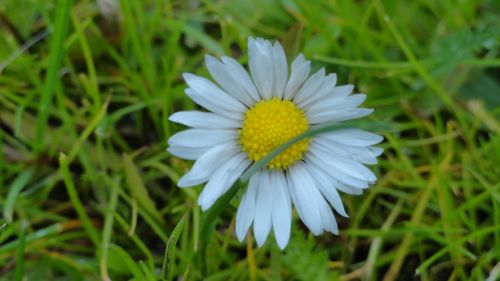 flower daisy spring