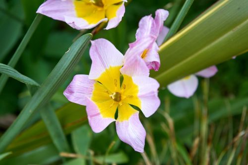 flower flora botany