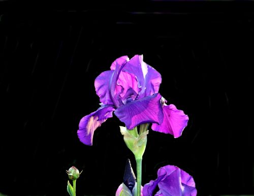 flower lily black background