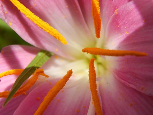 flower macro saffron