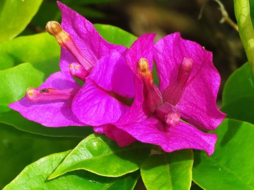 flower close up nature