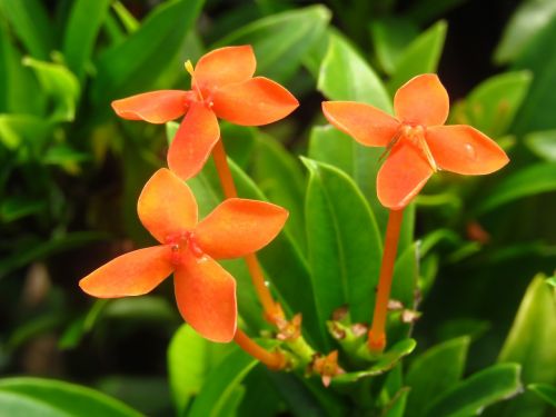 flower garden nature