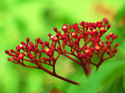 flower nature garden