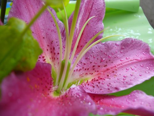 flower rose lilium