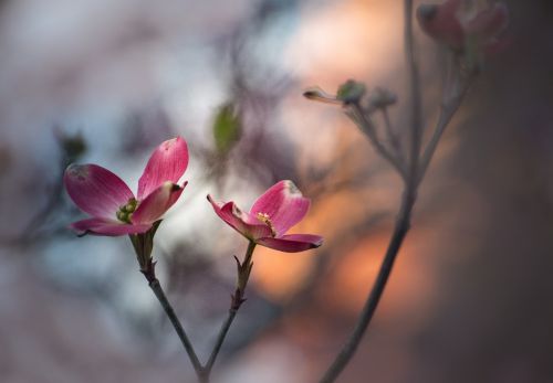 flower dogwood plant