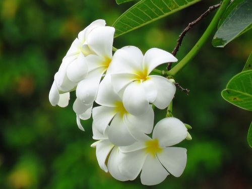 flower white beautiful