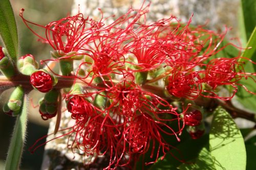 flower red flowers rossi