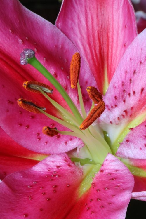 flower lily pink