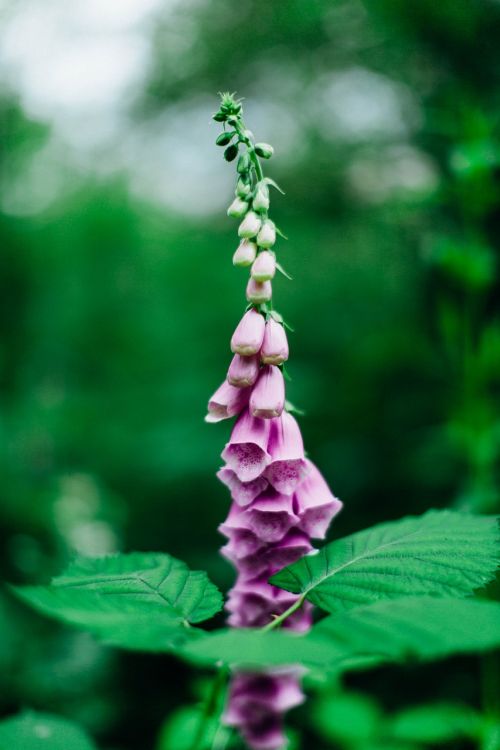 flower nature floral