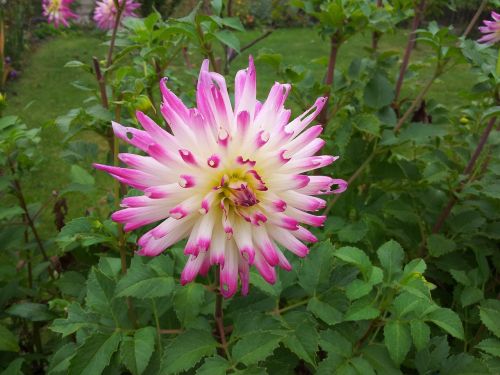 flower plant nature