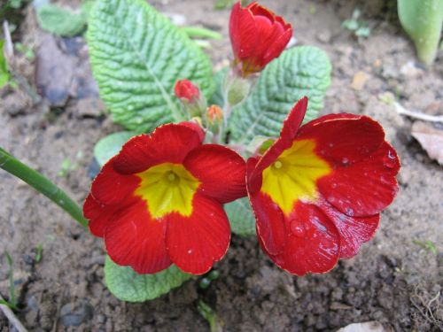 flower red nature