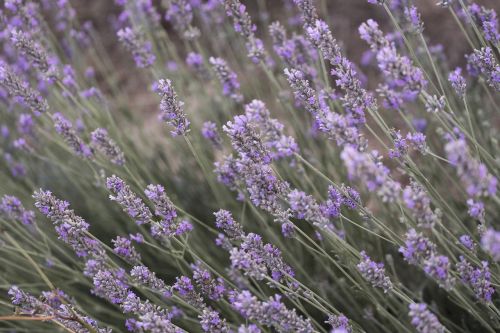 flower plants lavender