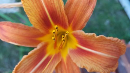 flower orange summer