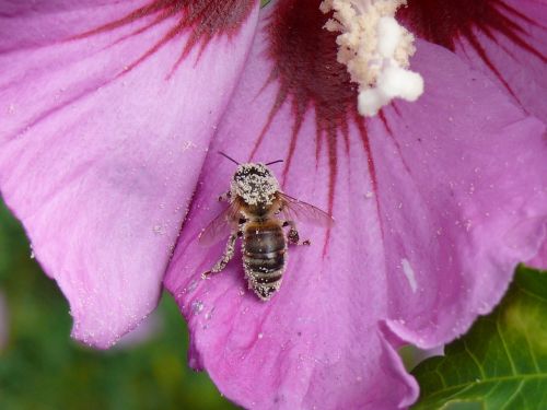 flower mallow bee