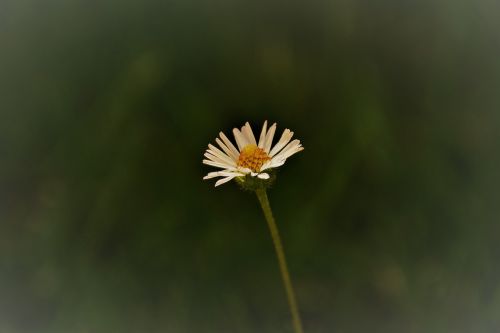 flower sun flower nature