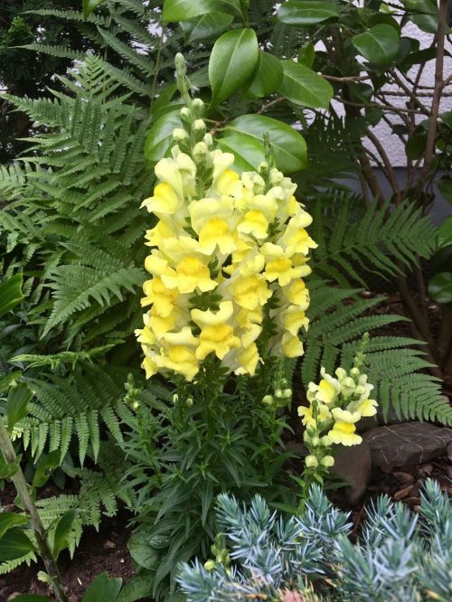 flower loewenmaeulchen yellow