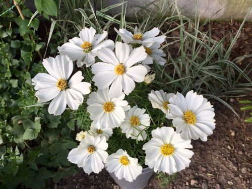 flower garden white nature