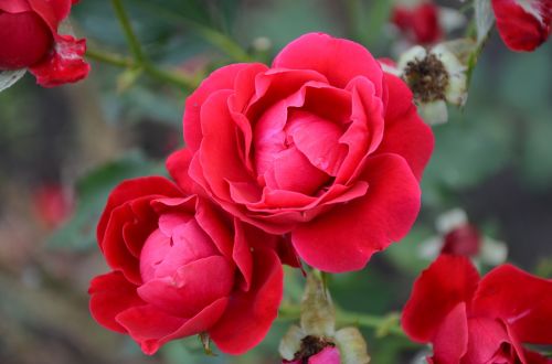 flower rose red