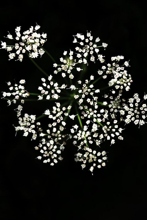 flower black macro