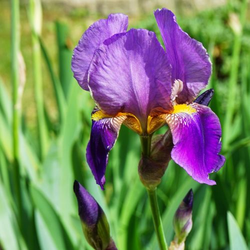 flower iris purity