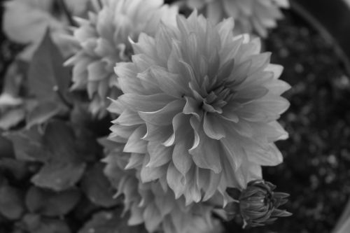 flower black and white floral