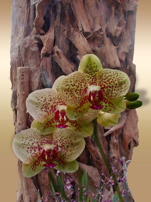 flower orchid decoration
