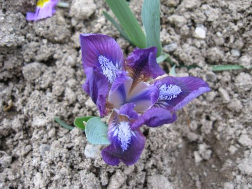 flower violet perunika