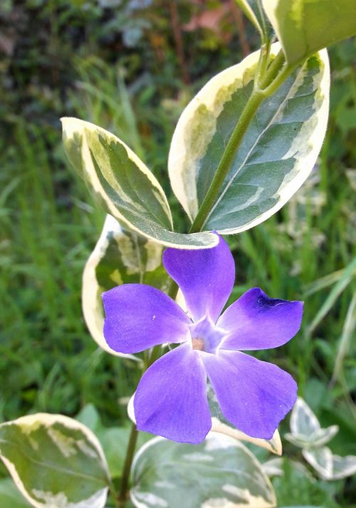 flower nature flowering