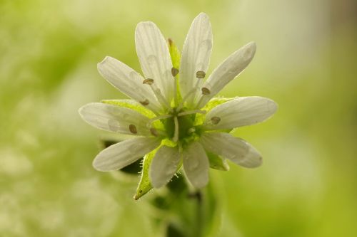 flower white clear