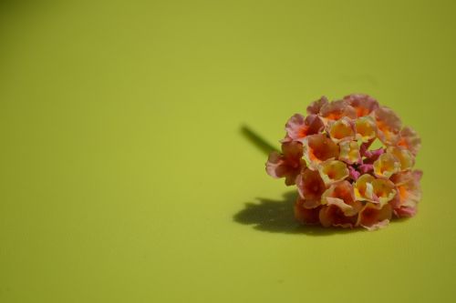 flower delicacy detail