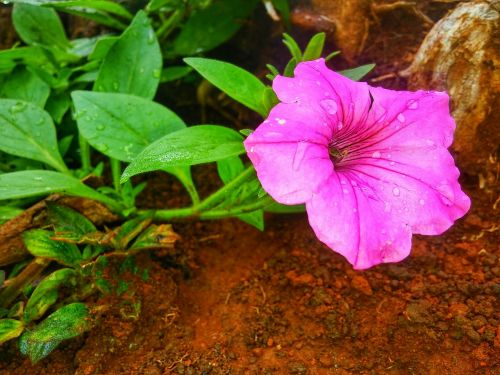 flower nature landscape