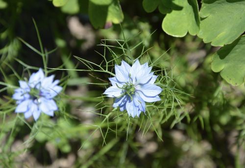 flower blue nature