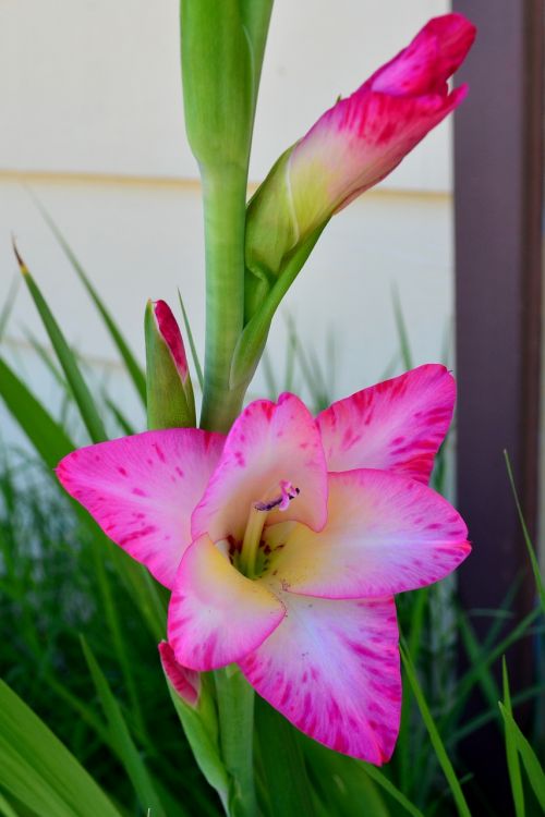flower gladiolus pink