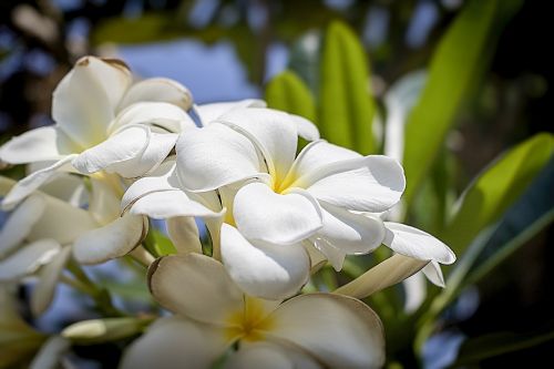 flower flora nature