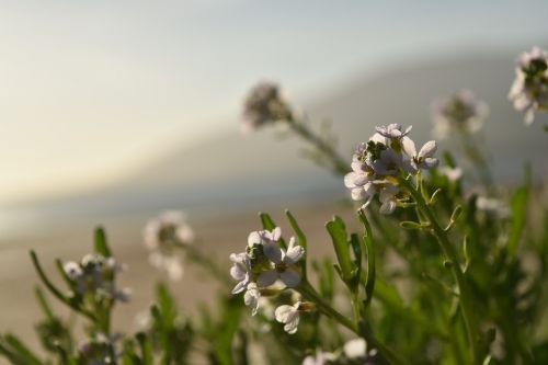 flower morning summer