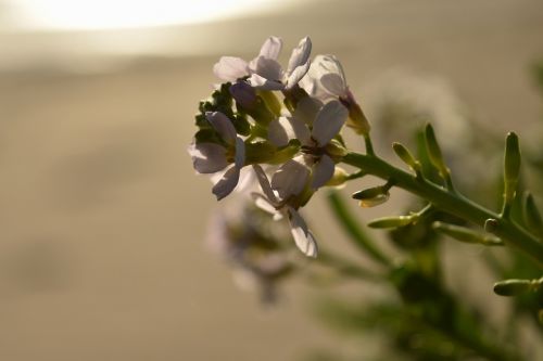 flower morning light