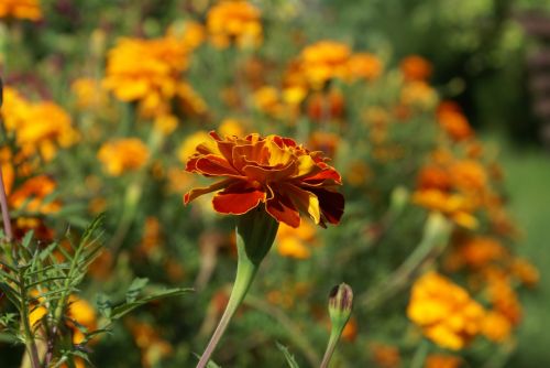 flower closeup plant