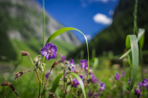 flower landscape nature