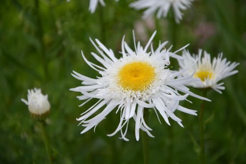 flower white nature