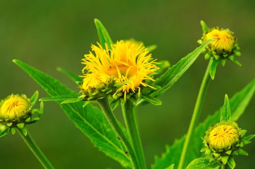 flower yellow flowers