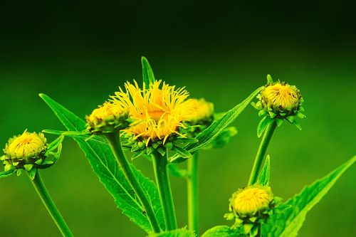 flower yellow flowers