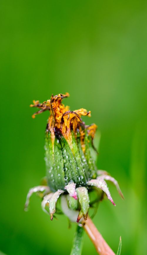 flower insect butterfly