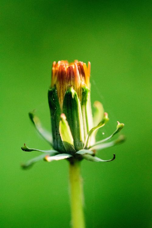 flower nature animal